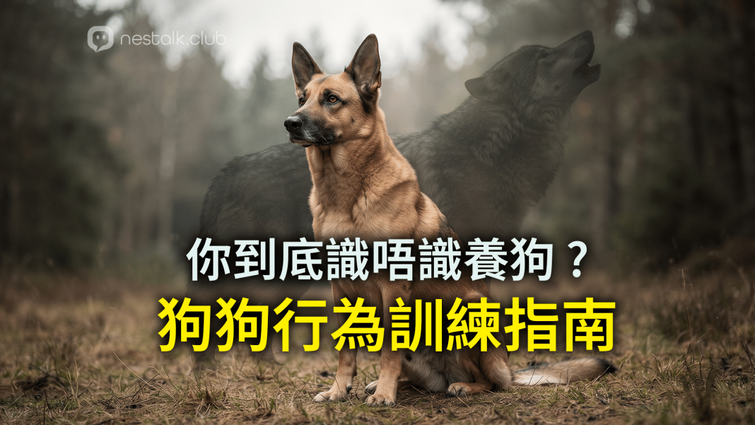 專家分析狗咬人原因、狼的原始天性與正確的狗狗行為訓練指南